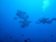 Thumbs/tn_waterspade fish 1.jpg